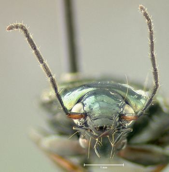 Media type: image;   Entomology 614223 Aspect: head frontal view